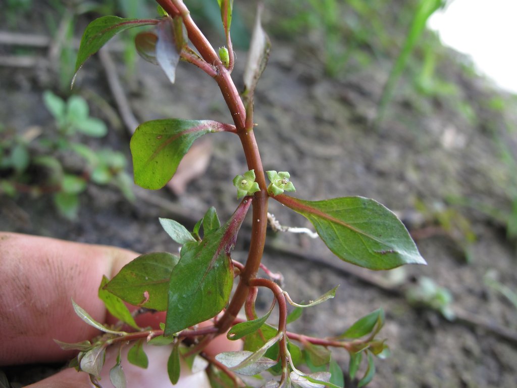 Ludwigia palustris